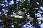 Chatham Island warbler. Adult male with a caterpillar. Taiko Camp, Chatham Island, October 2011. Image © Mark Fraser by Mark Fraser.