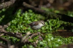 Chatham Island warbler. Adult female. Rangatira Island, October 2013. Image © Leon Berard by Leon Berard.