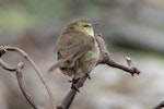 Chatham Island warbler. Adult female. Rangatira Island, Chatham Islands, October 2020. Image © James Russell by James Russell.