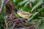 Chatham Island warbler. Juvenile. Chatham Island, May 2019. Image © Edin Whitehead by Edin Whitehead.