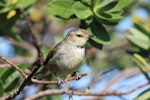 Chatham Island warbler. Juvenile. Mangere Island, Chatham Islands, November 2022. Image © Steve Pilkington by Steve Pilkington.