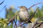 Chatham Island warbler. Juvenile. Mangere Island, Chatham Islands, November 2022. Image © Steve Pilkington by Steve Pilkington.