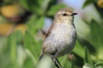 Chatham Island warbler. Juvenile. Mangere Island, Chatham Islands, November 2022. Image © Steve Pilkington by Steve Pilkington.