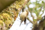 Chatham Island warbler. Juvenile. Chatham Island, May 2019. Image © Edin Whitehead by Edin Whitehead.