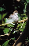 Chatham Island warbler. Adult male sunbathing. Rangatira Island, Chatham Islands, January 2002. Image © Helen Gummer by Helen Gummer.