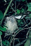 Chatham Island warbler. Adult at nest. Rangatira Island, Chatham Islands, September 1976. Image © Department of Conservation (image ref: 10047912) by Dick Veitch, Department of Conservation.