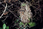 Chatham Island warbler. Nest containing chicks. Chatham Islands. Image © Department of Conservation (image ref: 10047913) by Allan Munn, Department of Conservation.