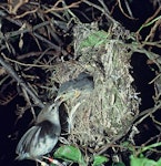 Chatham Island warbler. Adult female feeding chicks in nest. Chatham Islands. Image © Department of Conservation (image ref: 10047973) by Allan Munn, Department of Conservation.