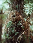 Chatham Island warbler. Nest on tree fern. South-west Chatham Island, December 1978. Image © Colin Miskelly by Colin Miskelly.