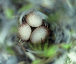 Chatham Island warbler. Three eggs in nest. Mangere Island, Chatham Islands, October 1980. Image © Department of Conservation (image ref: 10047911) by Rod Morris, Department of Conservation.