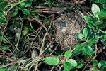 Chatham Island warbler. Adult on nest. Mangere Island, Chatham Islands, December 1982. Image © Department of Conservation (image ref: 10047974) by Dave Crouchley, Department of Conservation.