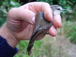 Chatham Island warbler. Adult male in hand. Rangatira Island, February 2009. Image © Graeme Taylor by Graeme Taylor.