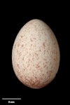 Chatham Island warbler. Egg 19.4 x 13.4 mm (NMNZ OR.022522, collected by Allan Munn). Mangere Island, Chatham Islands, October 1982. Image © Te Papa by Jean-Claude Stahl.