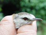 Chatham Island warbler. Close up of adult male head and bill. Rangatira Island, February 2009. Image © Graeme Taylor by Graeme Taylor.