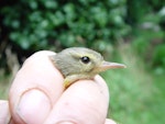 Chatham Island warbler. Close up of juvenile head and bill. Rangatira Island, February 2009. Image © Graeme Taylor by Graeme Taylor.