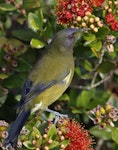 Bellbird | Korimako. Adult male with southern rata pollen on face. Okarito Trig, Westland, March 2023. Image © Glenn Pure by Glenn Pure.