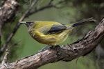 Bellbird | Korimako. Adult male. Abel Tasman National Park, February 2015. Image © Rob Lynch by Rob Lynch.