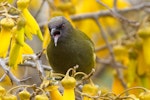 Bellbird | Korimako. Adult male. Tasman, September 2018. Image © Rob Lynch by Rob Lynch.