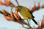 Bellbird | Korimako. Adult male feeding on flax nectar, with orange flax pollen in his forehead. Tiritiri Matangi Island, November 2007. Image © Neil Fitzgerald by Neil Fitzgerald.