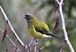 Bellbird | Korimako. Adult male singing. Atawhai, Nelson, July 2015. Image © Rebecca Bowater by Rebecca Bowater FPSNZ AFIAP.