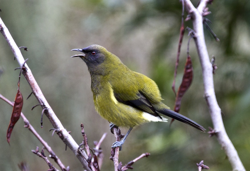 Bellbird | Korimako. Adult male singing. Atawhai, Nelson, July 2015. Image © Rebecca Bowater by Rebecca Bowater FPSNZ AFIAP.