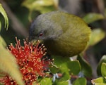 Bellbird | Korimako. Adult male feeding on southern rata nectar. Okarito Trig, Westland, March 2023. Image © Glenn Pure by Glenn Pure.