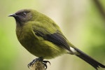 Bellbird | Korimako. Adult male. Tiritiri Matangi Island, April 2009. Image © Dylan van Winkel by Dylan van Winkel.