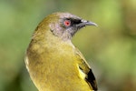 Bellbird | Korimako. Adult male. Havelock North, Hawke's Bay, March 2010. Image © Dick Porter by Dick Porter.