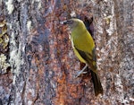 Bellbird | Korimako. Adult male eating beech sap. Arthur's Pass, January 2007. Image © John Flux by John Flux.