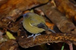 Bellbird | Korimako. Male with blue fuchsia pollen on forehead. Maud Island, November 2008. Image © Peter Reese by Peter Reese.