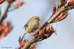 Bellbird | Korimako. Adult female with orange flax pollen on her forehead. Tiritiri Matangi Island, November 2007. Image © Neil Fitzgerald by Neil Fitzgerald.