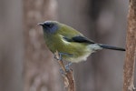 Bellbird | Korimako. Adult male. Tiritiri Matangi Island, April 2008. Image © Tony Whitehead by Tony Whitehead.