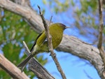 Bellbird | Korimako. Adult male. Karaka Point, Picton, June 2010. Image © Peter Frost by Peter Frost.