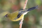 Bellbird | Korimako. Dorsal view of perched adult male. Havelock North, April 2009. Image © Dick Porter by Dick Porter.