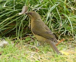 Bellbird | Korimako. Adult female gathering feathers. Wanganui, December 2011. Image © Ormond Torr by Ormond Torr.