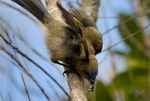 Bellbird | Korimako. Adult female (with blue fuchsia pollen on forehead) carrying beetles for young. Dunedin, January 2007. Image © Craig McKenzie by Craig McKenzie.