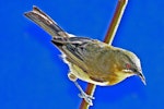 Bellbird | Korimako. Dorsal view of adult female. Havelock North, October 2008. Image © Dick Porter by Dick Porter.