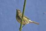 Bellbird | Korimako. Adult female. Havelock North, October 2008. Image © Dick Porter by Dick Porter.