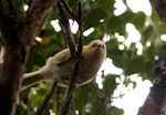 Bellbird | Korimako. Leucistic female. Auckland Island, Auckland Islands, November 2009. Image © Kate Beer by Kate Beer.