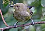 Bellbird | Korimako. Juvenile male. Havelock North, February 2011. Image © Dick Porter by Dick Porter.