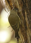 Bellbird | Korimako. Adult female searching for insects. Abel Tasman Coastal Track, April 2023. Image © Glenn Pure by Glenn Pure.