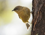 Bellbird | Korimako. Adult female. Abel Tasman Coastal Track, April 2023. Image © Glenn Pure by Glenn Pure.