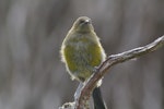 Bellbird | Korimako. Juvenile male. Enderby Island, Auckland Islands, January 2007. Image © Ian Armitage by Ian Armitage.