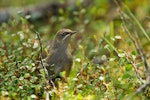 Bellbird | Korimako. Juvenile. Arthur's Pass, February 2010. Image © Neil Fitzgerald by Neil Fitzgerald.