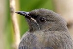 Bellbird | Korimako. Juvenile. Margaret Ave, Havelock North, March 2012. Image © Dick Porter by Dick Porter.