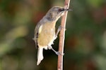 Bellbird | Korimako. Juvenile. Havelock North, Hawke's Bay, March 2010. Image © Dick Porter by Dick Porter.