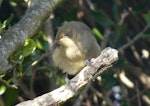 Bellbird | Korimako. Juvenile Poor Knights Islands bellbird. Aorangi Island, Poor Knights Islands, December 2011. Image © Alan Tennyson by Alan Tennyson.