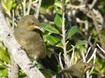 Bellbird | Korimako. Juvenile Poor Knights Islands bellbird. Aorangi Island, Poor Knights Islands, December 2011. Image © Alan Tennyson by Alan Tennyson.