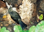 Bellbird | Korimako. Fledgling feeding on exuding sap at tree base. Kapiti Island, February 1998. Image © Alex Scott by Alex Scott.