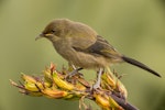 Bellbird | Korimako. Juvenile. Dunedin, January 2014. Image © Craig McKenzie by Craig McKenzie.